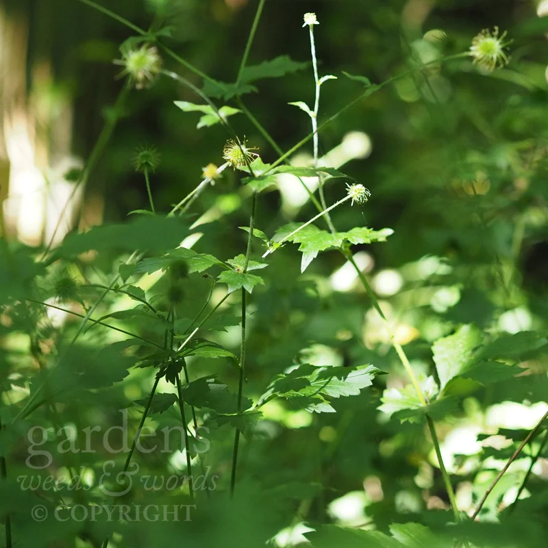 GWW-gardeninspo-day027.jpg