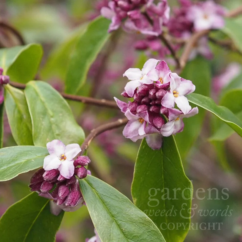 GWW-gardeninspo-day035.jpg