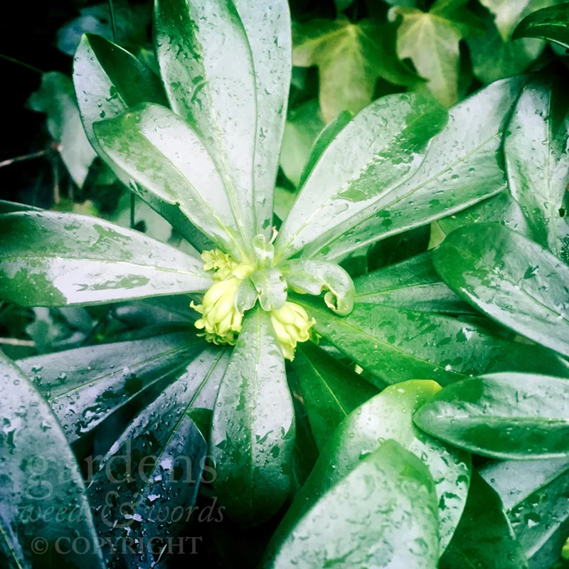 GWW-gardeninspo-day041.jpg