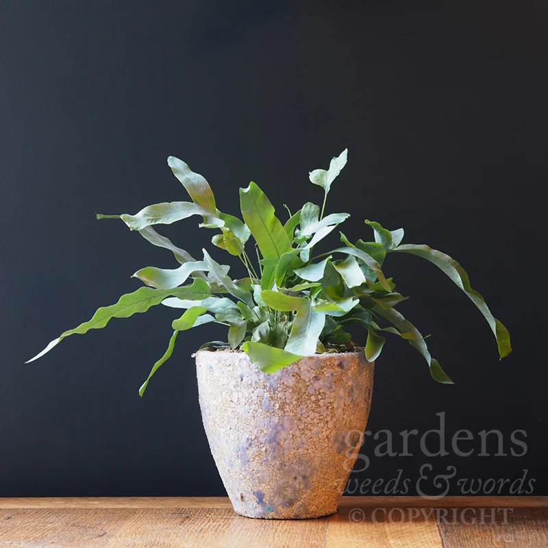 GWW-gardeninspo-day046.jpg