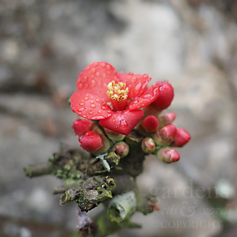 GWW-gardeninspo-day054.jpg