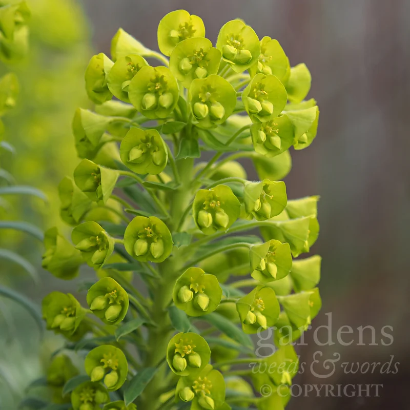 GWW-gardeninspo-day068.jpg