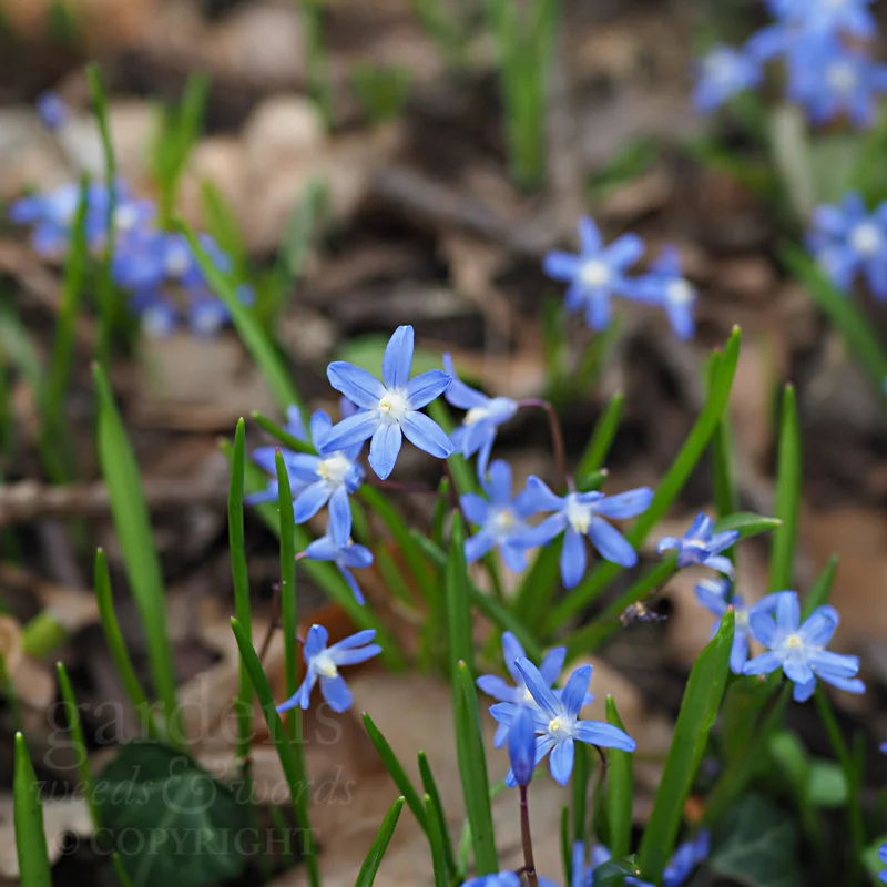 GWW-gardeninspo-day093.jpg