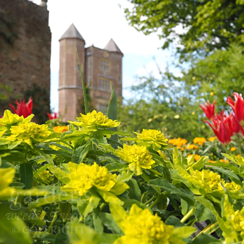 Euphorbia polychroma in the cottage garden at Sissinghurst