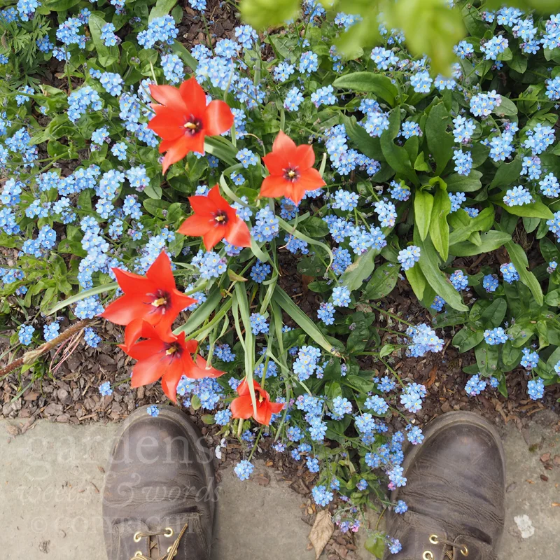 GWW-gardeninspo-day114.jpg