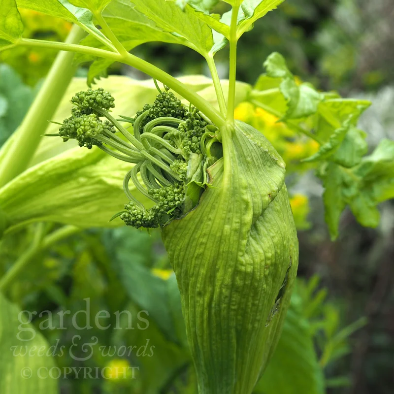 GWW-gardeninspo-day140.jpg