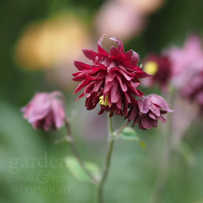 Aquilegia ‘Bordeaux Barlow’