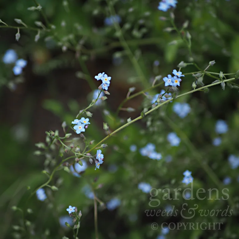 GWW-gardeninspo-day151-.jpg