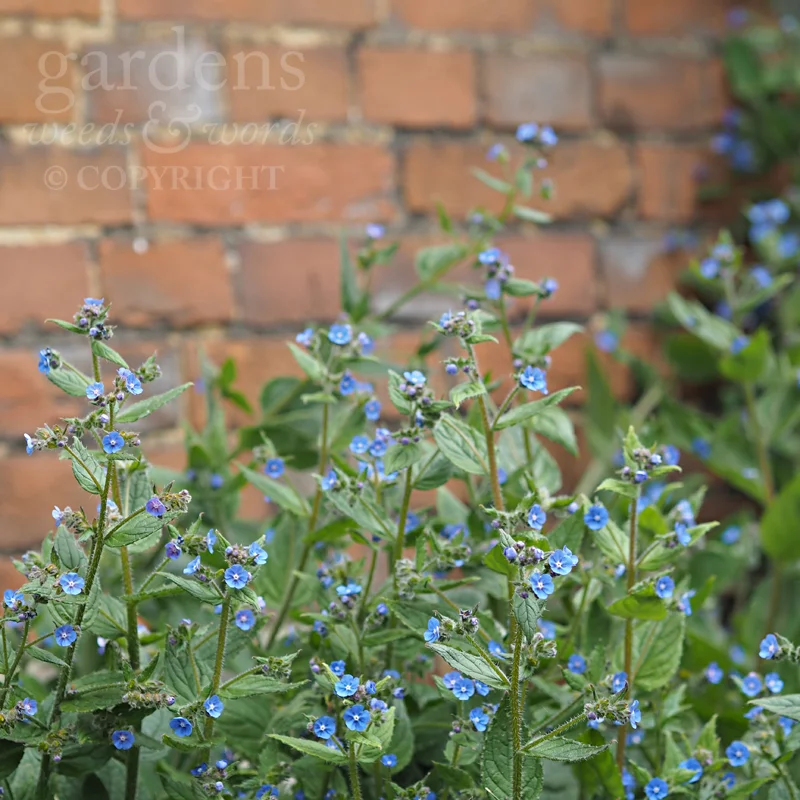 GWW-gardeninspo-day152.jpg