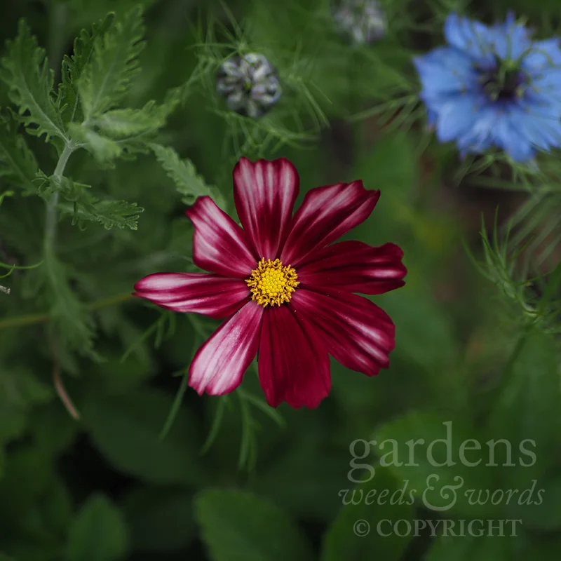 Cosmos bipinnatus ‘Velouette’ – first time I’ve grown this variety, and it’s gorgeous.