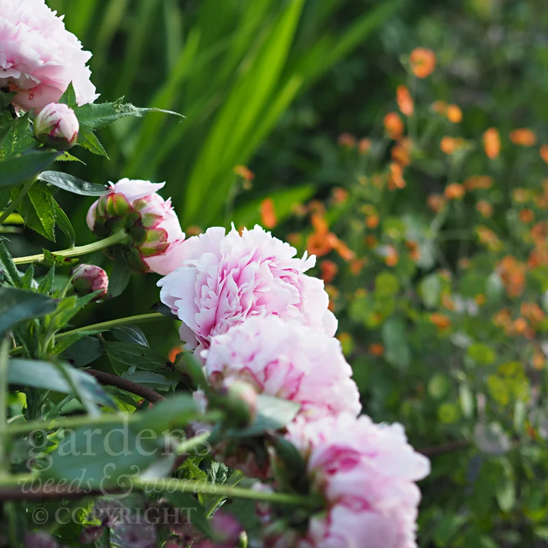 Enter Paeonia ‘Sara Bernhardt’ stage left. Geum ‘Totally Tangerine’ lingers upstage with honesty seedheads, while Crocosmia ‘Lucifer’ waits in the wings, nervously running through his lines in preparation for a dramatic entrance in the first week of July.