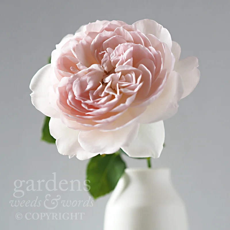 GWW-gardeninspo-day163.jpg