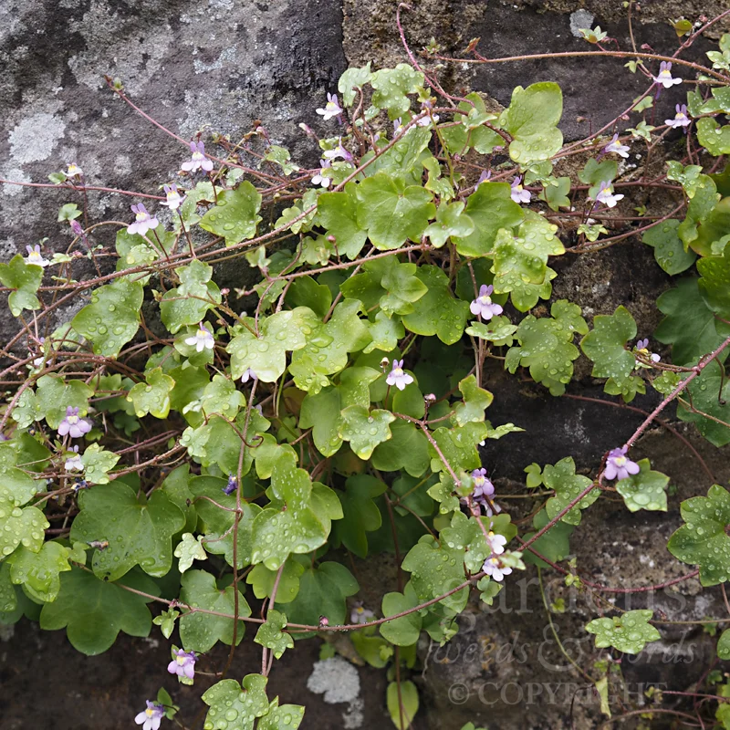 Ivy-leaved toadflax ( Cymbalaria muralis ) on a low stone wall in the gardens at Great Comp