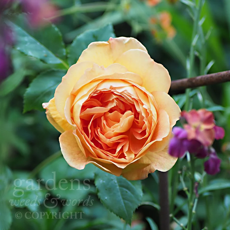 GWW-gardeninspo-day167.jpg