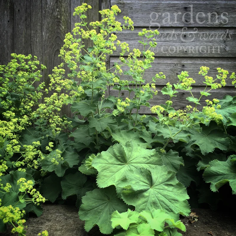 GWW-gardeninspo-day169.jpg