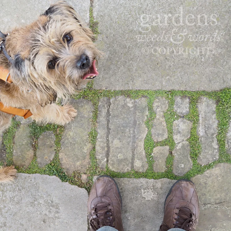 GWW-gardeninspo-day181.jpg