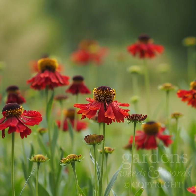 GWW-gardeninspo-day190.jpg