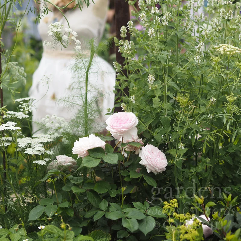 The rose 'Olivia Rose Austin’ nestles among achilleas, dill and lemon catnip on The Naturecraft Garden for Belvoir Fruit Farms, designed by Pollyanna Wilkinson, at the RHS Hampton Court Flower Show 2019