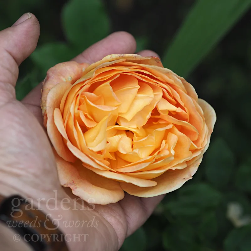 Rose ‘Lady of Shalott’ – still going, in spite of the gardener