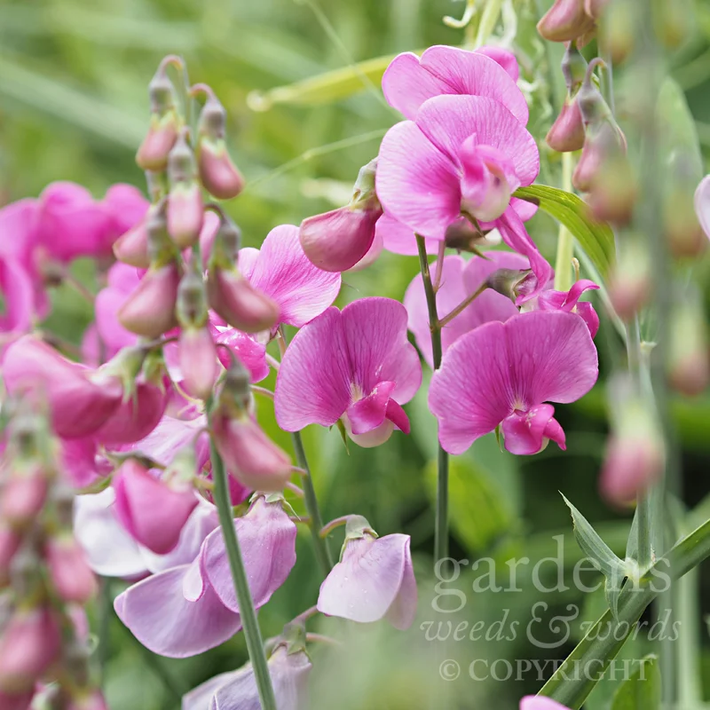 GWW-gardeninspo-day200.jpg