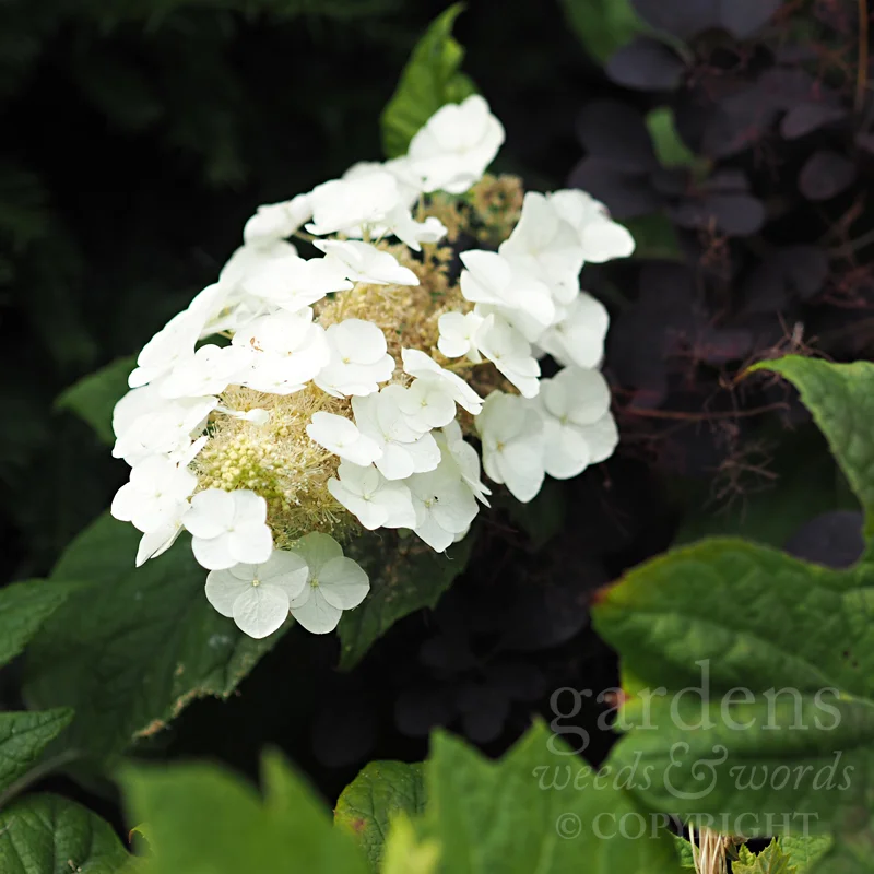GWW-gardeninspo-day203.jpg