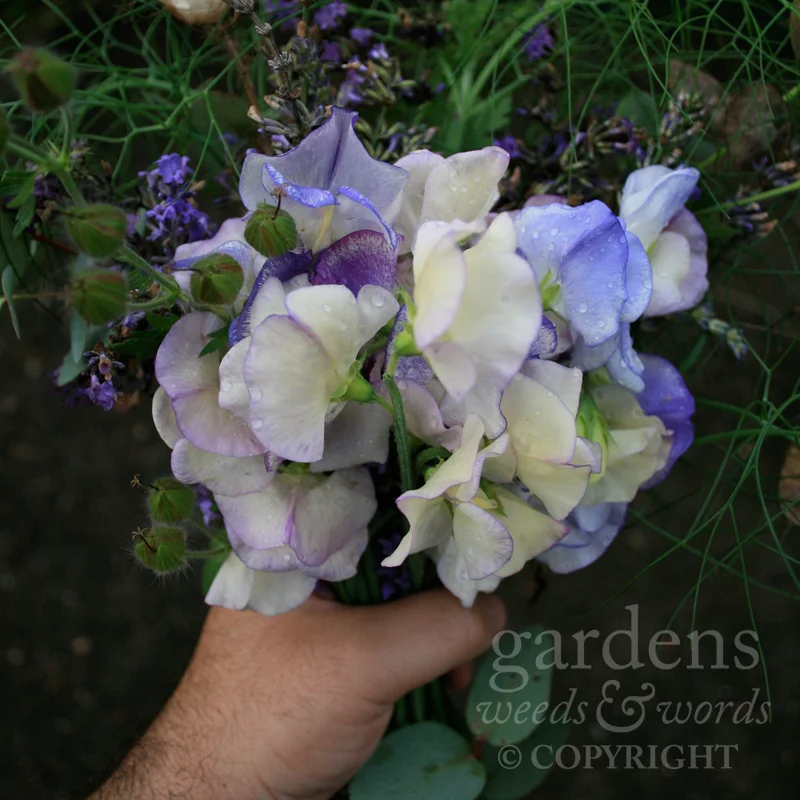 GWW-gardeninspo-day216.jpg