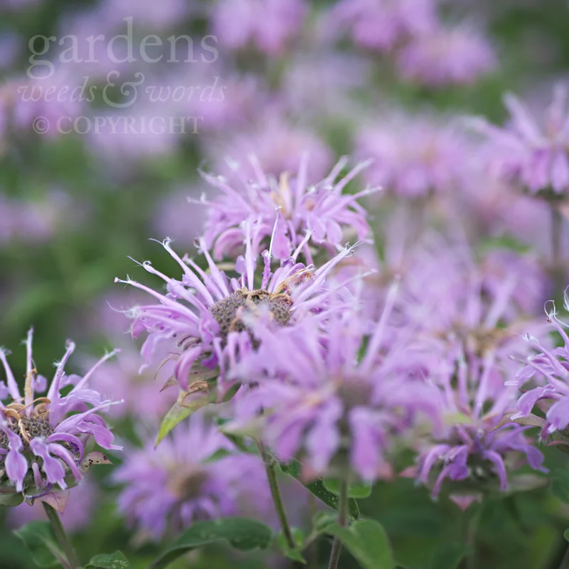 GWW-gardeninspo-day226.jpg