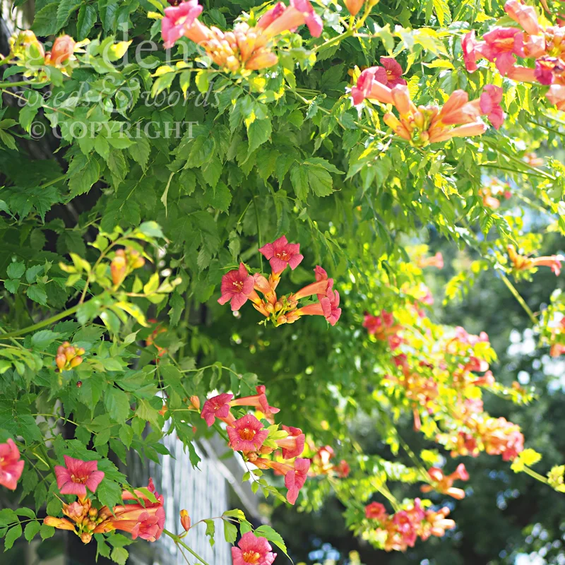 GWW-gardeninspo-day230.jpg