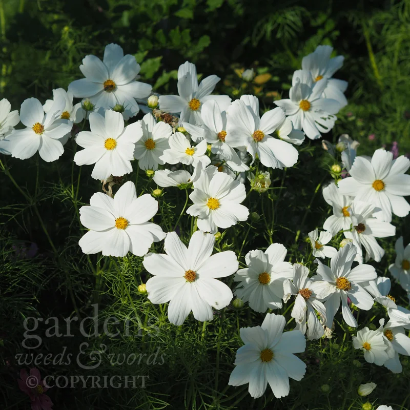 GWW-gardeninspo-day241.jpg