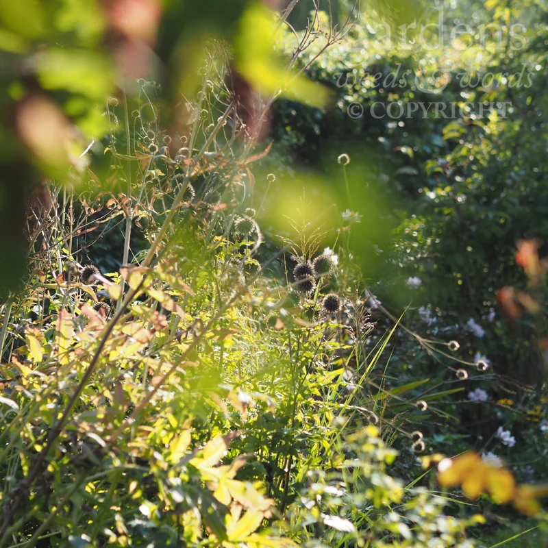 GWW-gardeninspo-day240.jpg