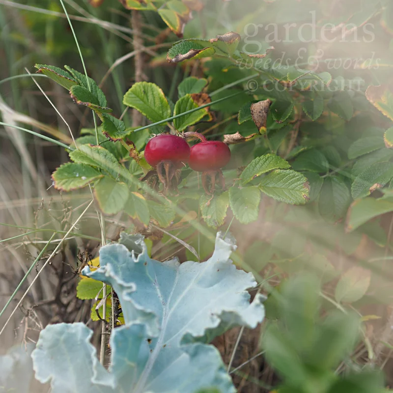 GWW-gardeninspo-day244.jpg
