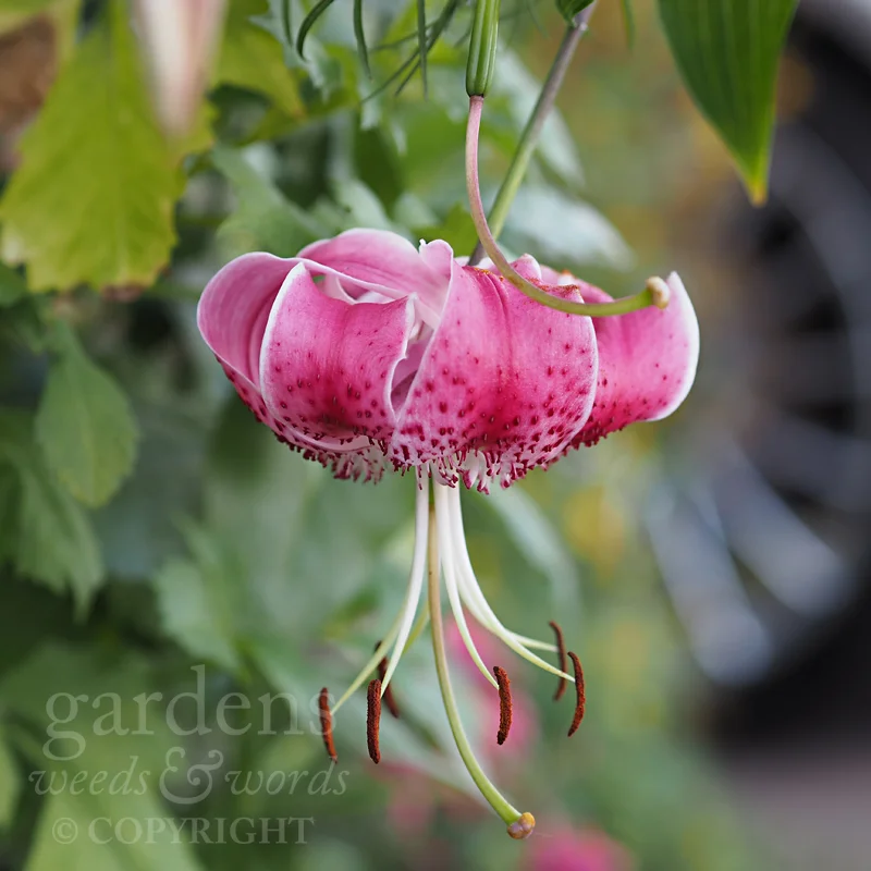 GWW-newsletter008-4.jpg