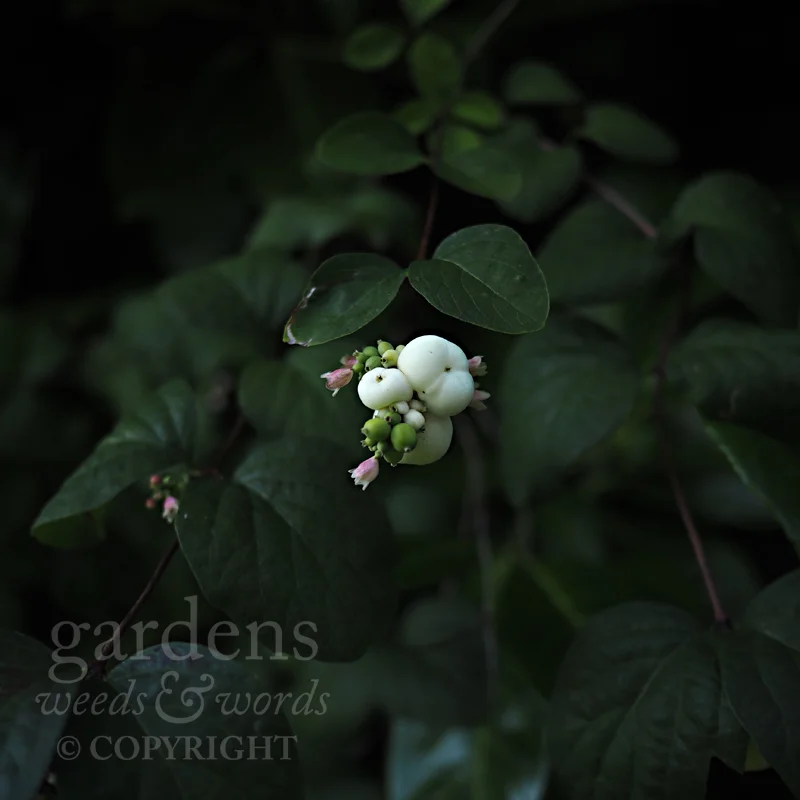 GWW-gardeninspo-day254.jpg