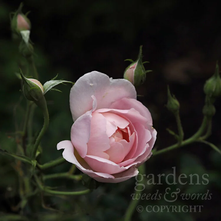 Rose ‘Scepter’d Isle’