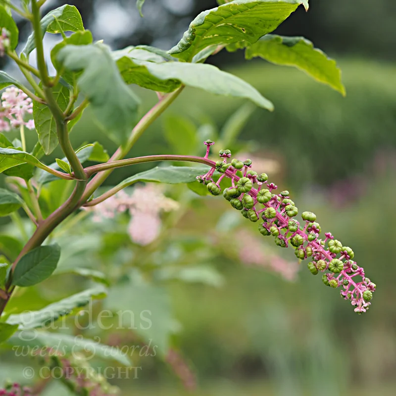 GWW-gardeninspo-day272.jpg