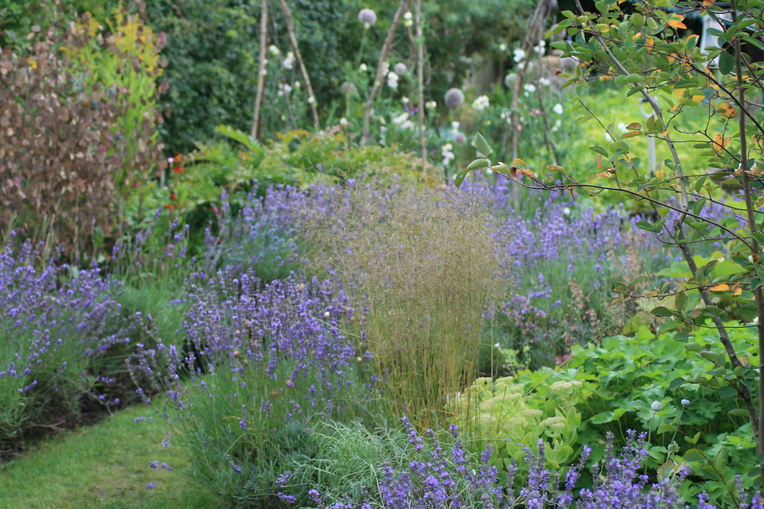 garden at home.jpg