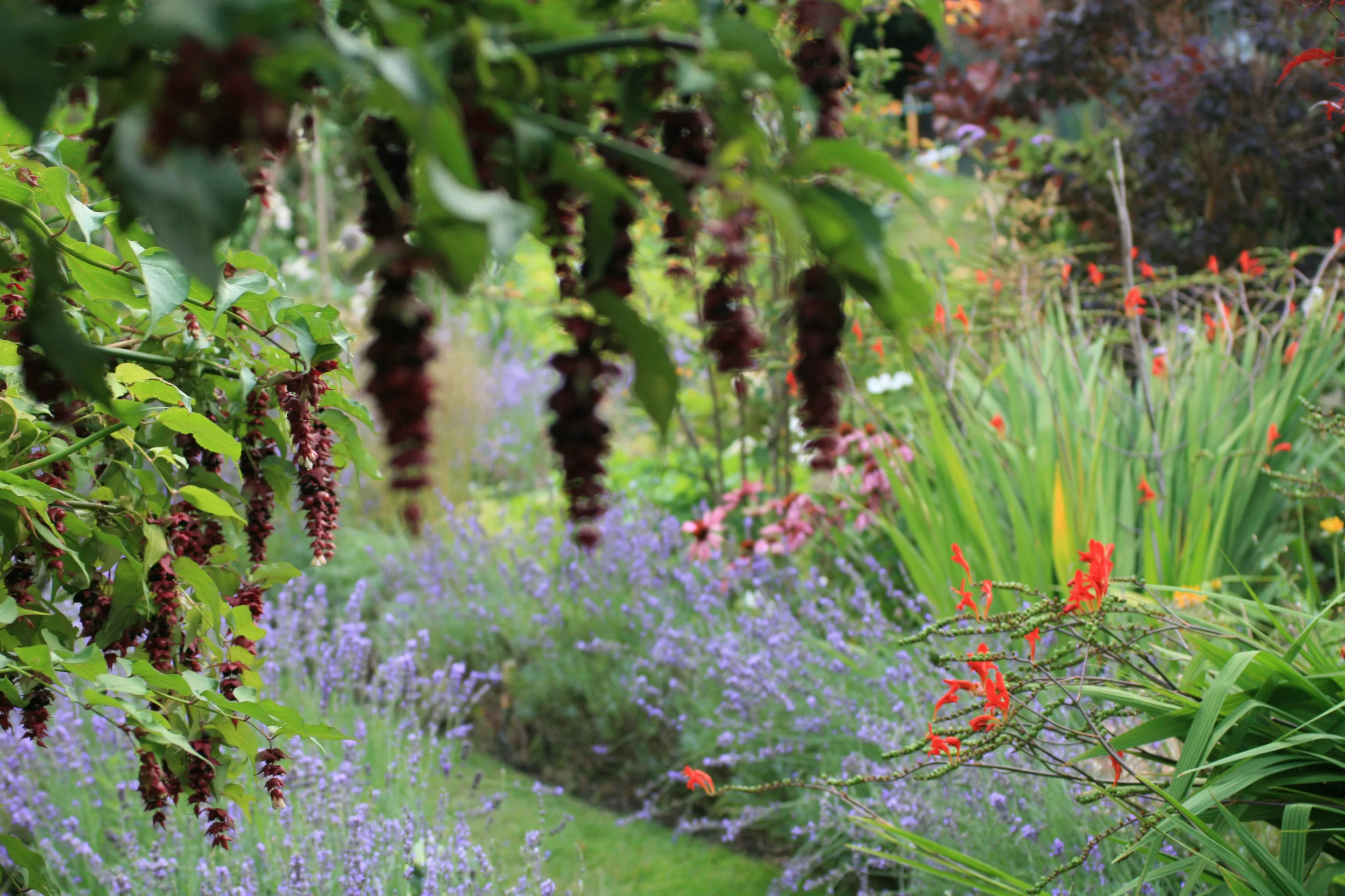garden at home 2.jpg