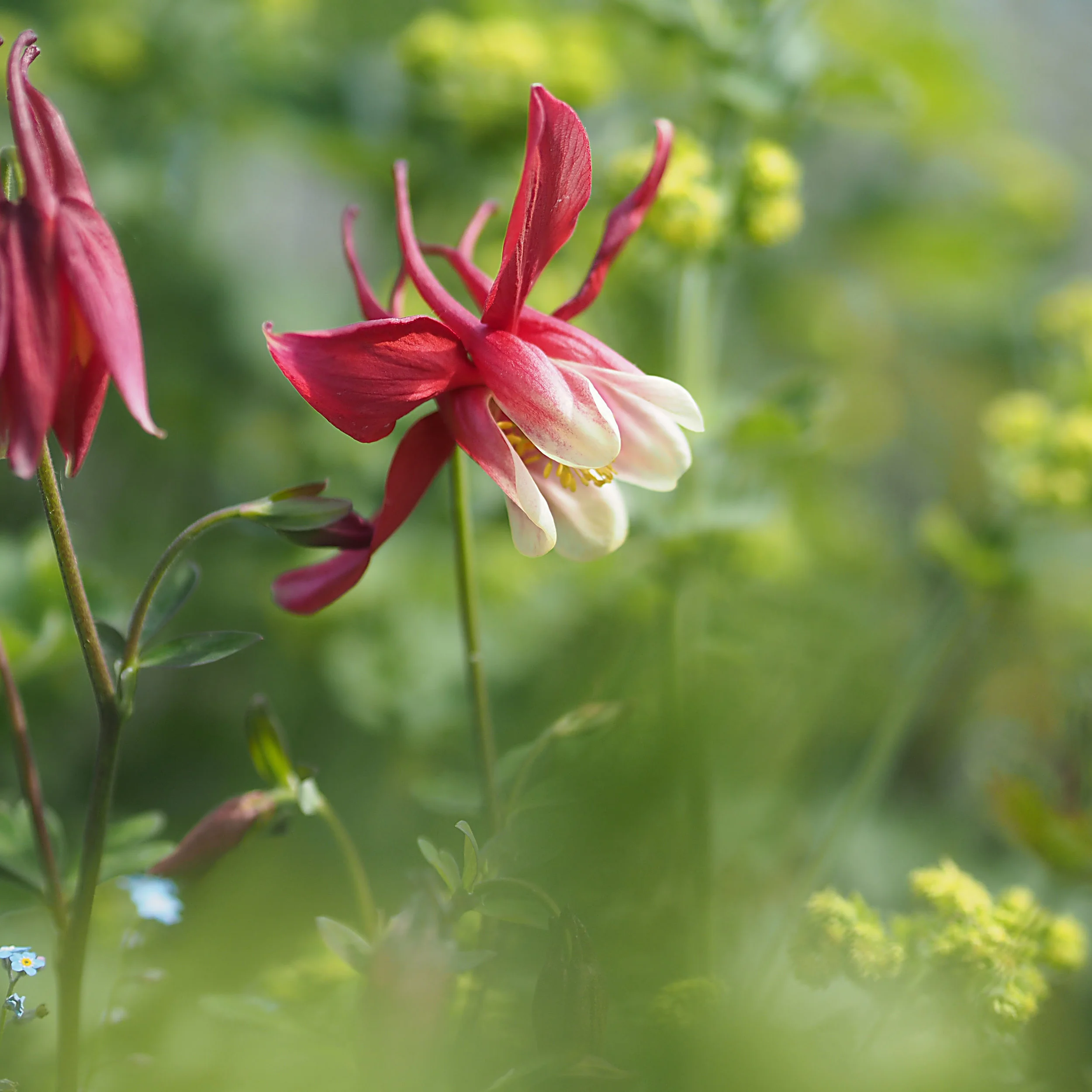 garden at home 3.jpg
