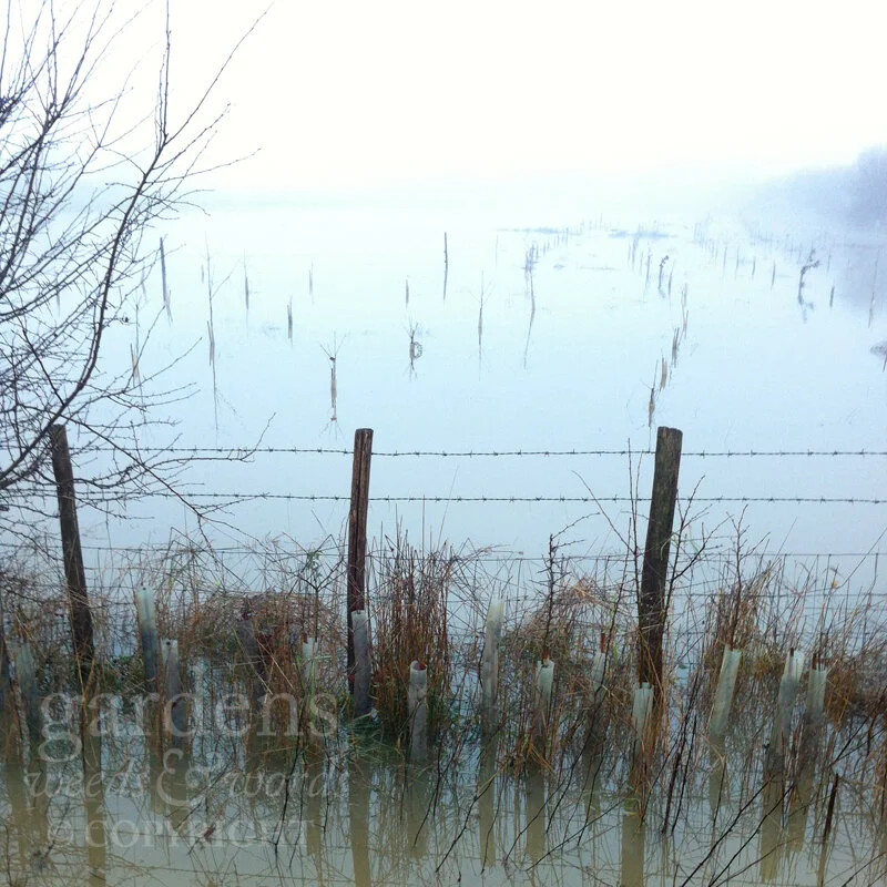 Local fields, Christmas 2013