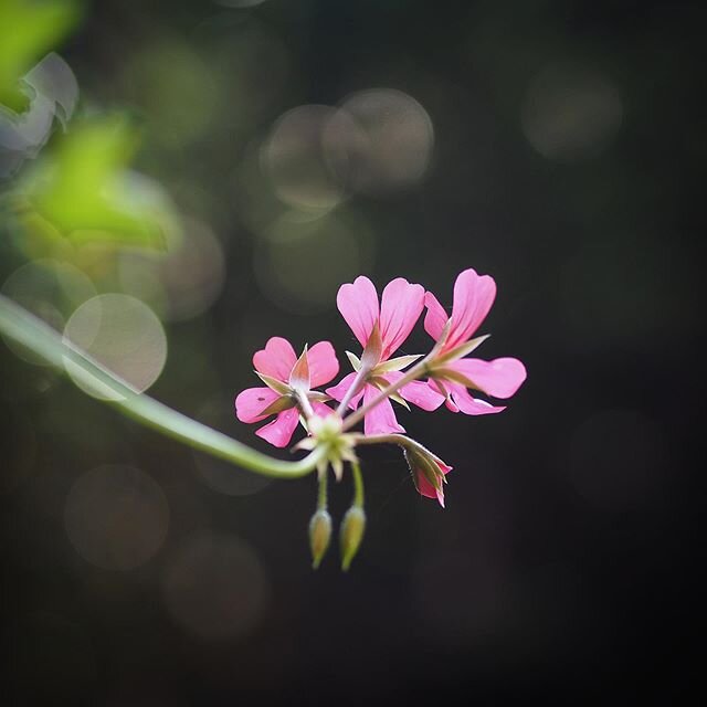 I'm not sure of the wisdom of sneaking up on a pelargonium from behind. Perhaps they're fierce when startled. But I couldn't resist getting a shot of this one in the evening sunshine. ⁣
⁣
No filters here, but I think a dirty lens helped. And please d