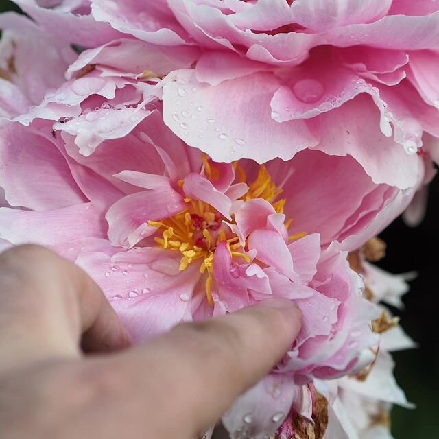 Moments spent marvelling at how such a huge, blousy flower can emerge from a bud no larger than a golf ball. I suppose a paeony has big buds as buds go, but nature's skill in packing all this into such a small space is something to be admired. I'm ju