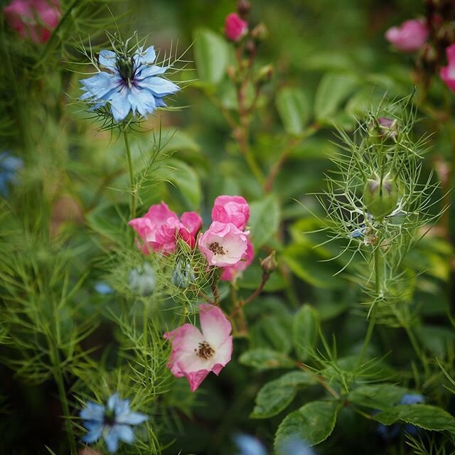 What would you call this &ndash; a jumble? A melange? A splat?! It's a newly planted rose 'Ballerina' trying to put on a bit of a show while concentrating on getting her feet down into the soil, as self seeded nigella gambol about. Fairly typical of 