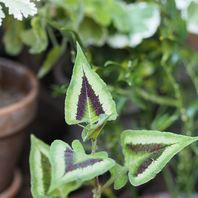 I can never quite describe this plant to someone who's not met it. Its leaves are triangular, no... spear shaped (nerdy description is &quot;hastate&quot;, which is spear shaped with lobes at the base, but what does that mean to anyone?). Then there'