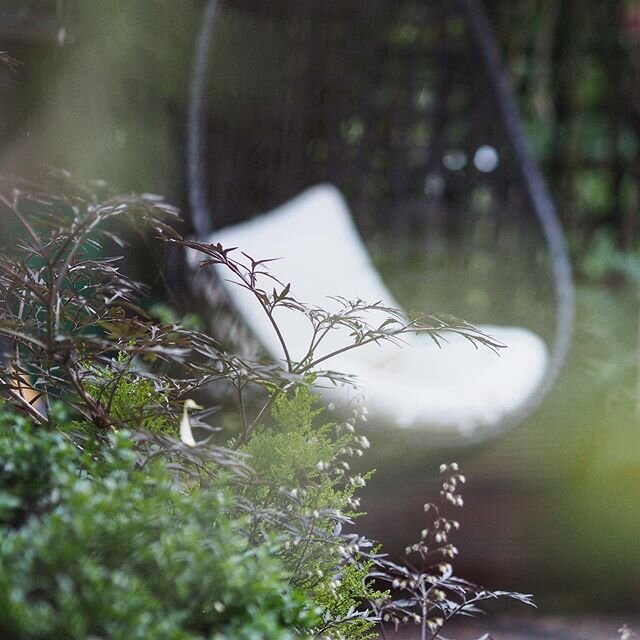 Hazy view on a blustery day. It's a good job that the open weave of whatever the egg chair is made from allows the wind through, or it would be flying from its mast at forty-five degrees, if not sailing off down the garden. Clarity and focus coming i