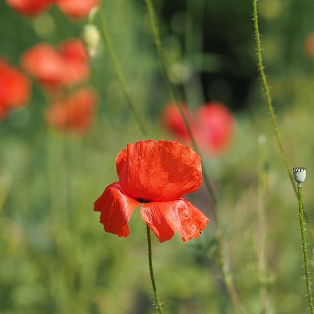 I don&rsquo;t quite know how the poppies got here. They&rsquo;ve been most decidedly *over there* for the past few years &ndash; perhaps they just fancied a change of scene. Perhaps a pepperpot seedhead dropped off the barrow as I wheeled it between 