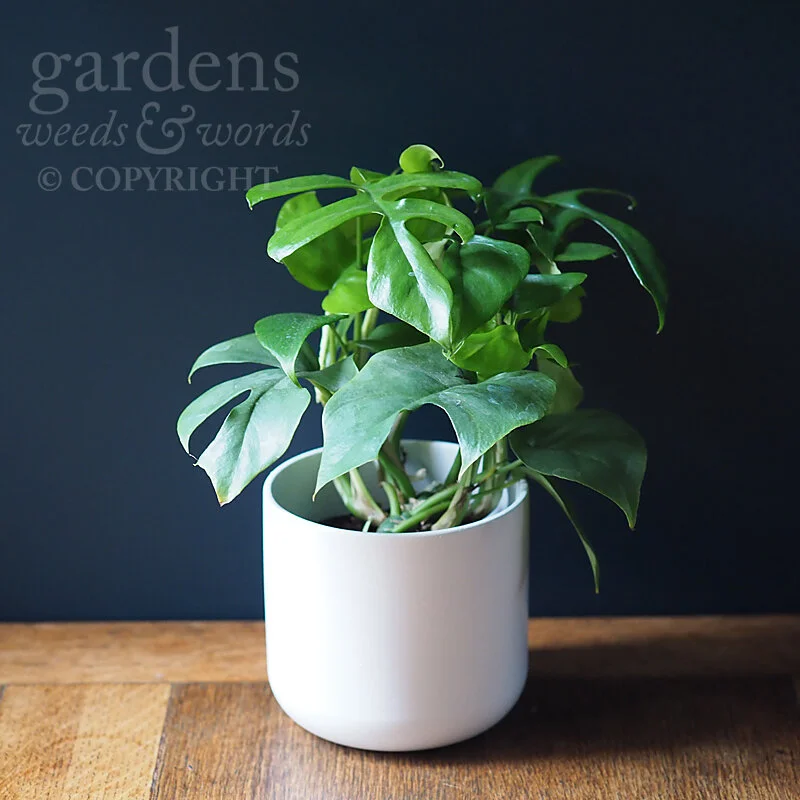 GWW-gardeninspo21-day064.jpg