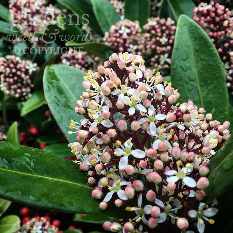 GWW-gardeninspo21-day084.jpg