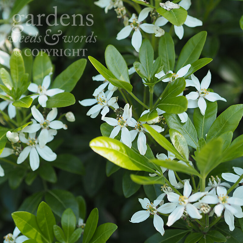 Choisya ternata - Mexican orange or Mexican Orange blossom