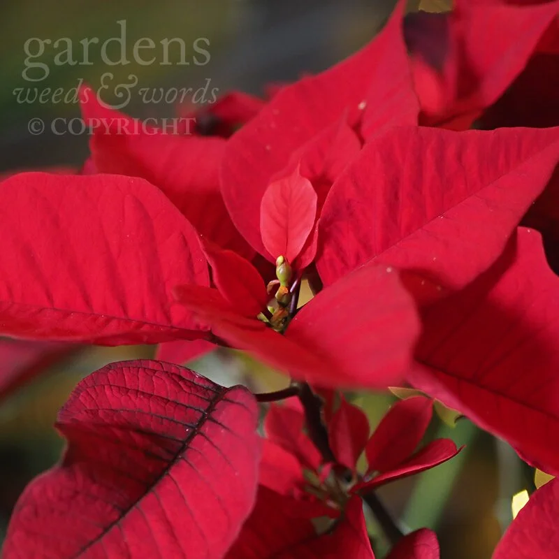 Day 363: poinsettia