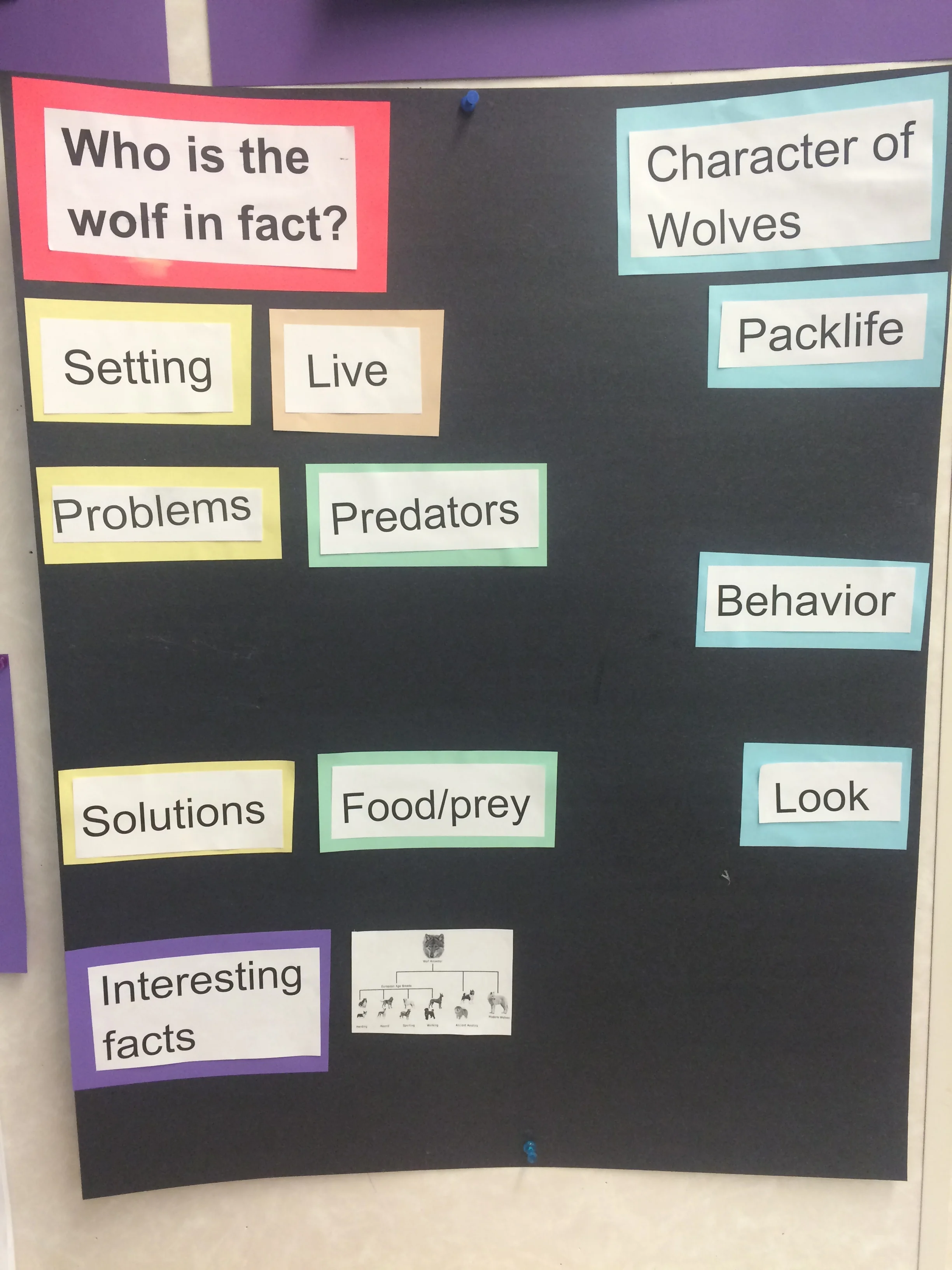 Who is the wolf in fact? Anchor chart. (Copy)
